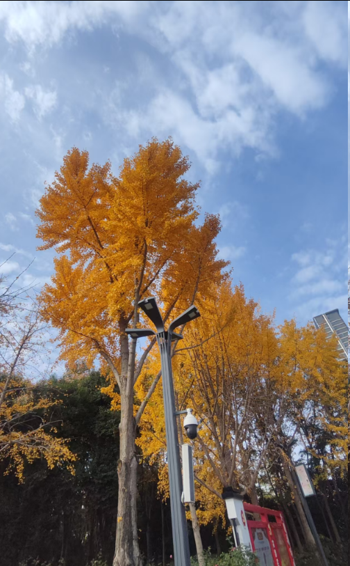 1762696720994639.png 图片.png