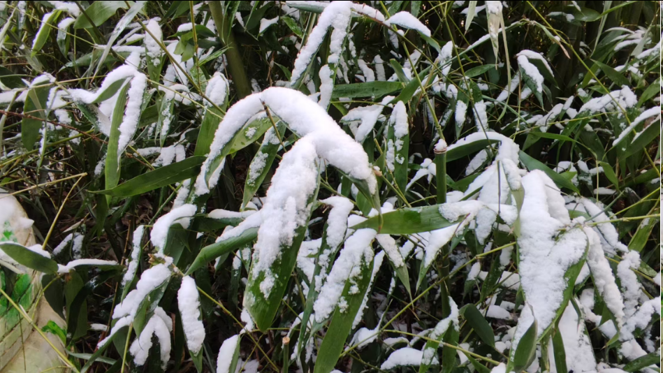 1767447972792710.png 图片.png