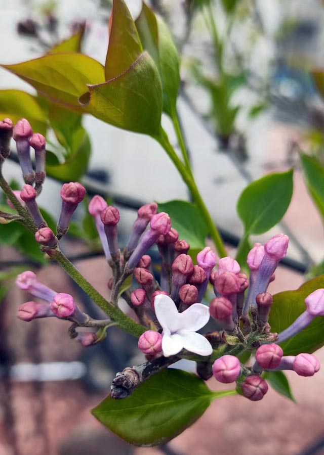 1773578127718631.jpg 微信图片_20260315183820_248_33.jpg