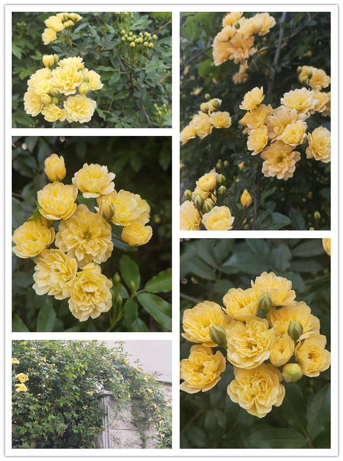 1774710336177037.jpg 微信图片_20260328223554_299_33_副本.jpg