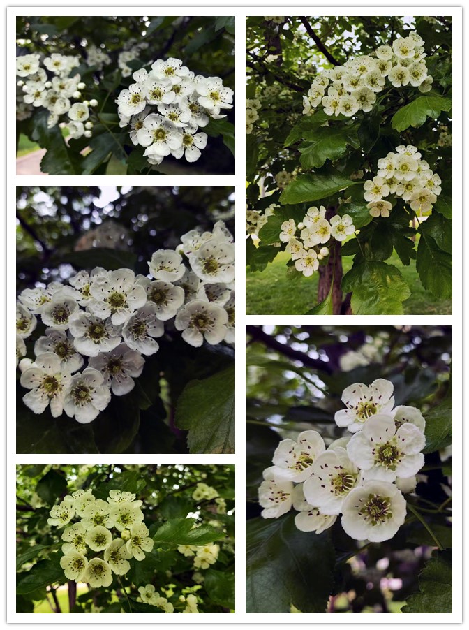 1775571134939978.jpg 微信图片_20260407220121_351_33.jpg