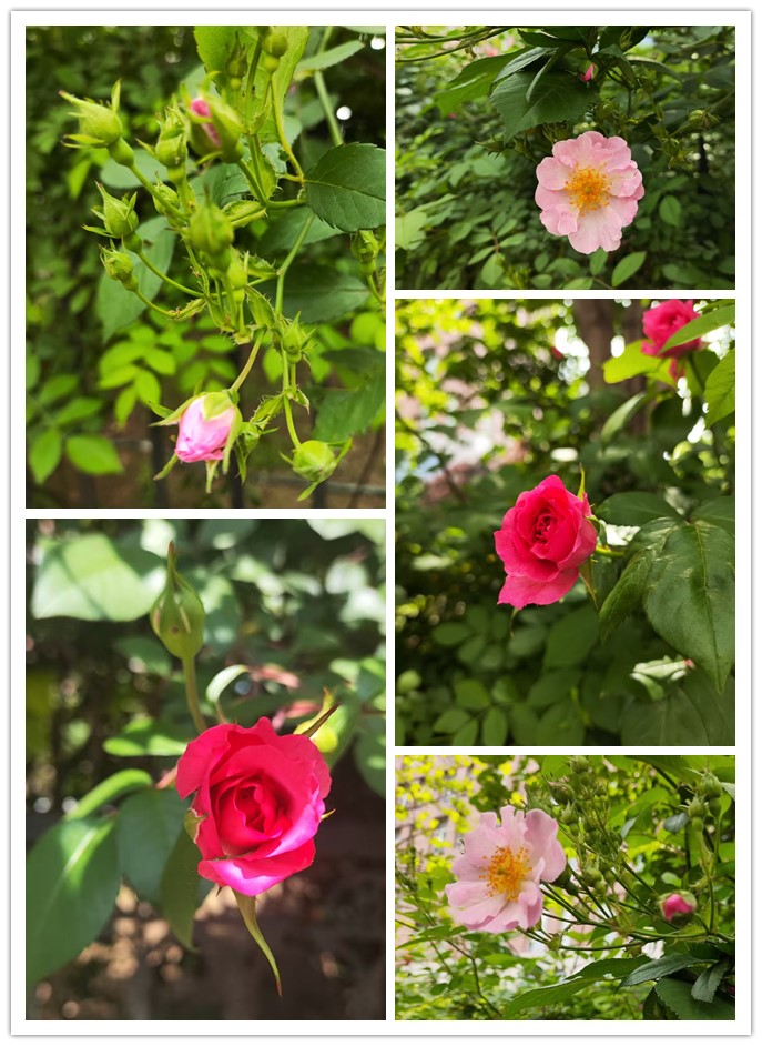 1776178539399356.jpg 微信图片_20260414223801_390_33_副本.jpg