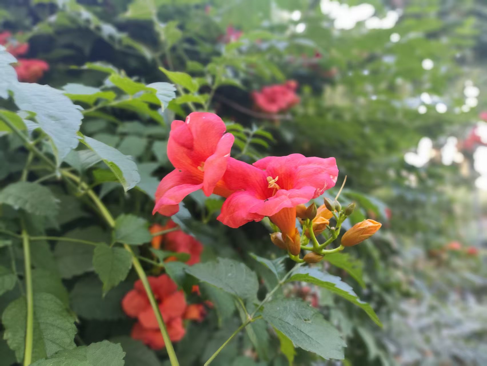 微信图片_20260531221132_165_4.jpg